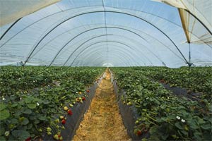 4 bonnes raisons de ne pas consommer des Fraises d'Espagne