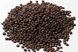 lentille brune