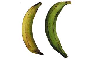 banane plantain