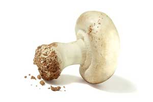 champignon de Paris
