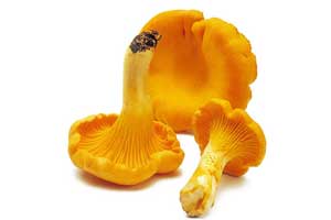 chanterelle