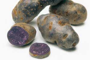 pomme de terre Vitelotte