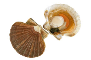 coquille Saint-Jacques