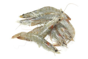 crevette grise