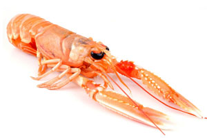 langoustine