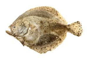 turbot